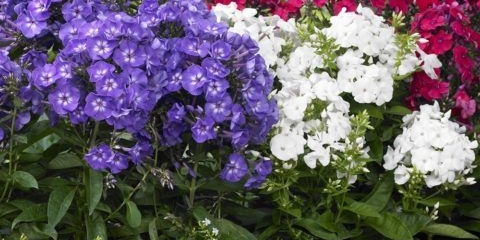 Zašto floks žuti donji listovi, šta učiniti